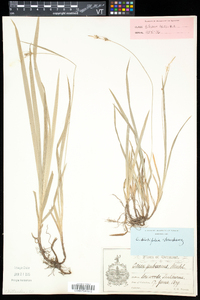 Carex hirtifolia image