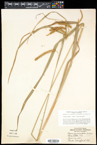 Carex gynandra image