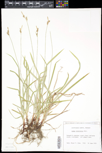 Carex gynandra image