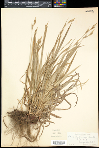 Carex hirtifolia image