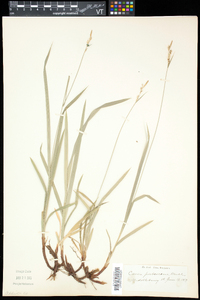 Carex hirtifolia image