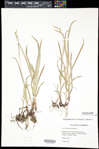 Carex hirtifolia image