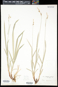 Carex hirtifolia image