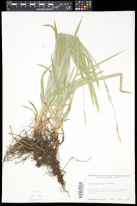 Carex hirtifolia image