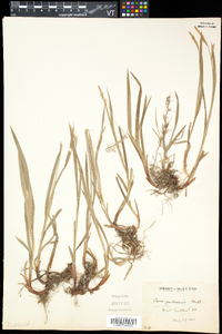 Carex hirtifolia image