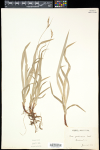 Carex hirtifolia image