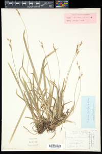 Carex hirtifolia image