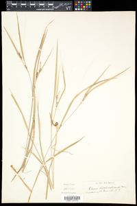 Carex hitchcockiana image