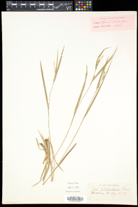 Carex hitchcockiana image