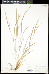 Carex hitchcockiana image