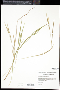 Carex hitchcockiana image