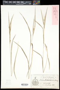 Carex hitchcockiana image