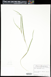 Carex hitchcockiana image