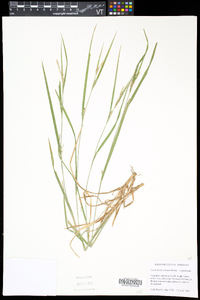 Carex hitchcockiana image