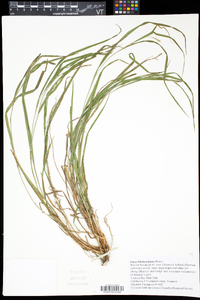 Carex hitchcockiana image