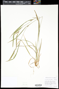 Carex hitchcockiana image