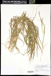 Carex hitchcockiana image