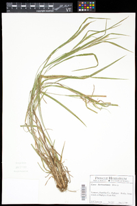 Carex hitchcockiana image