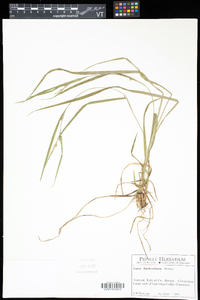 Carex hitchcockiana image