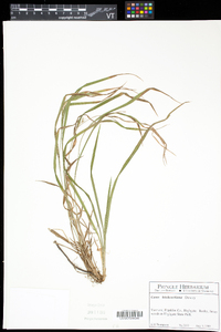 Carex hitchcockiana image