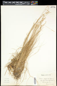 Carex hitchcockiana image