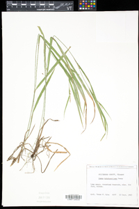 Carex hitchcockiana image