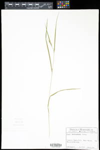 Carex hitchcockiana image