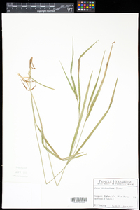 Carex hitchcockiana image