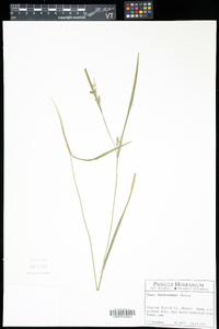 Carex hitchcockiana image