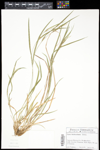 Carex hitchcockiana image