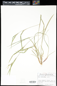 Carex hitchcockiana image