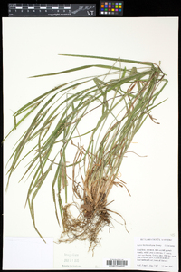 Carex hitchcockiana image