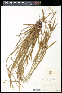 Carex intumescens var. fernaldii image