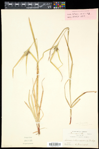 Carex intumescens var. fernaldii image