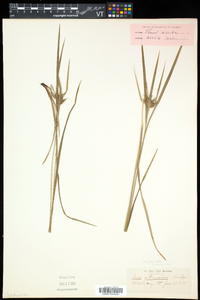 Carex intumescens var. fernaldii image