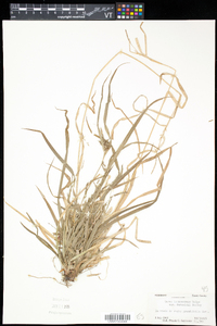 Carex intumescens var. fernaldii image