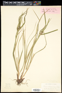 Carex intumescens var. fernaldii image