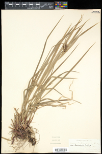 Carex intumescens var. fernaldii image