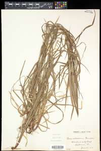 Carex intumescens var. fernaldii image