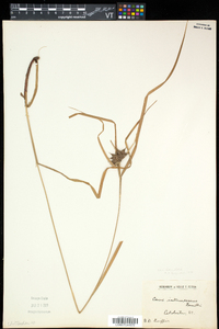 Carex intumescens var. fernaldii image