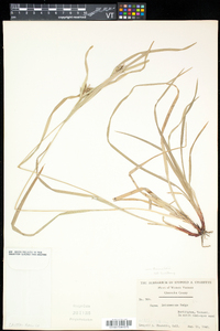 Carex intumescens var. fernaldii image