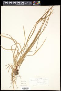 Carex intumescens var. fernaldii image