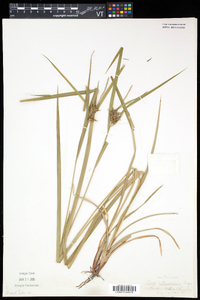 Carex intumescens var. fernaldii image