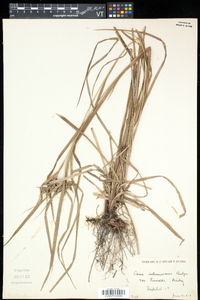 Carex intumescens var. fernaldii image