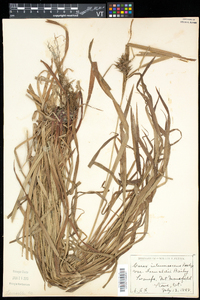 Carex intumescens var. fernaldii image