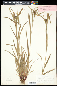 Carex intumescens var. fernaldii image