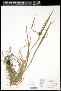 Carex intumescens var. fernaldii image