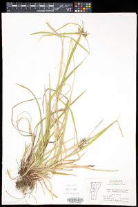 Carex intumescens var. fernaldii image