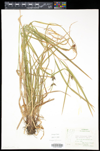 Carex intumescens var. fernaldii image