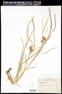 Carex intumescens var. fernaldii image